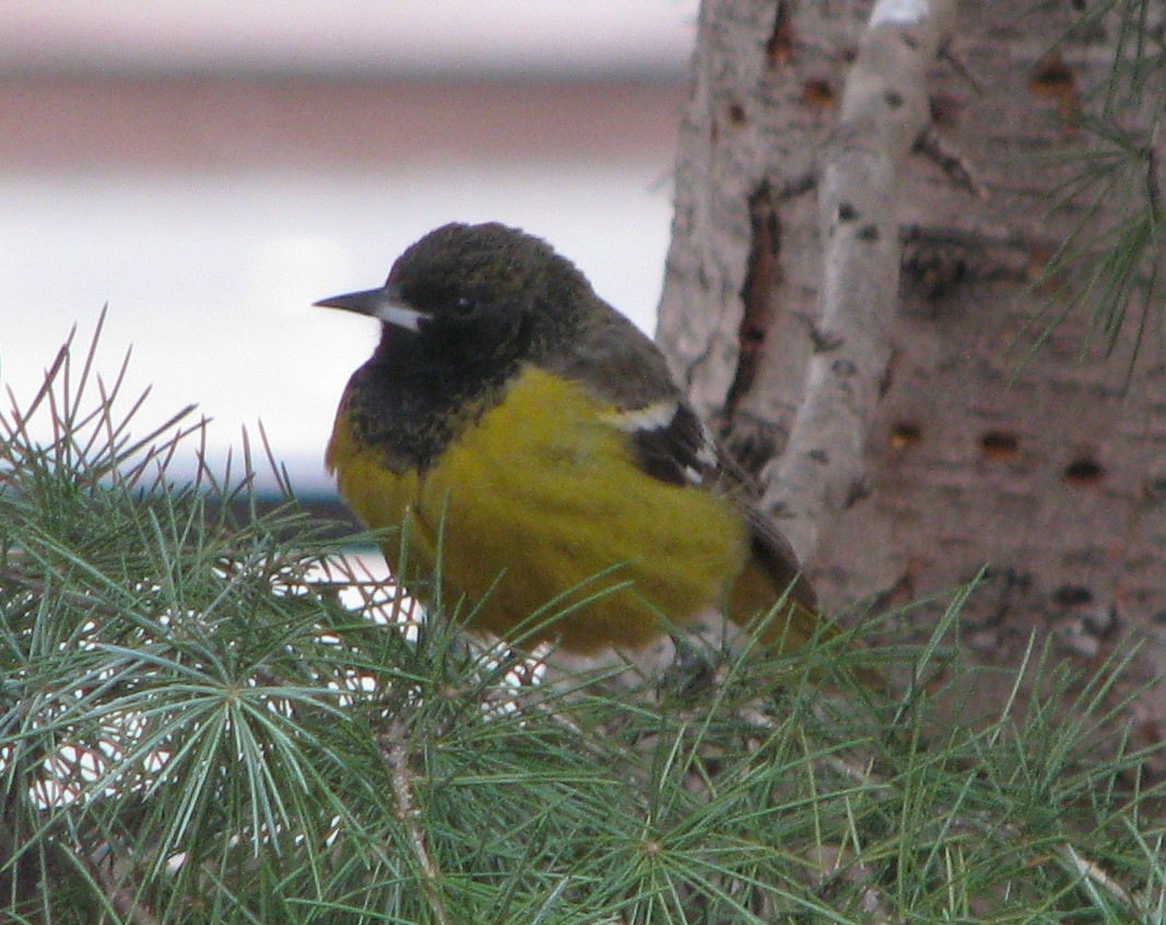 Scott's Oriole - ML631362525
