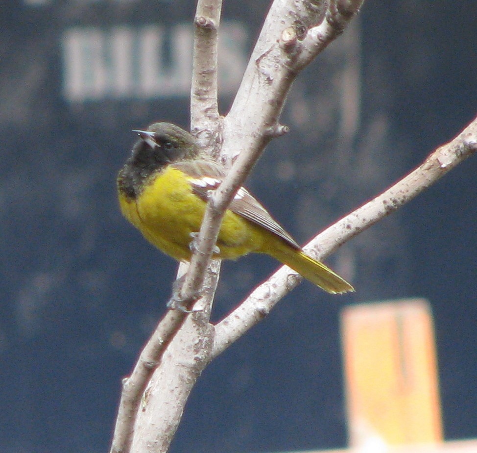 Scott's Oriole - ML631362526