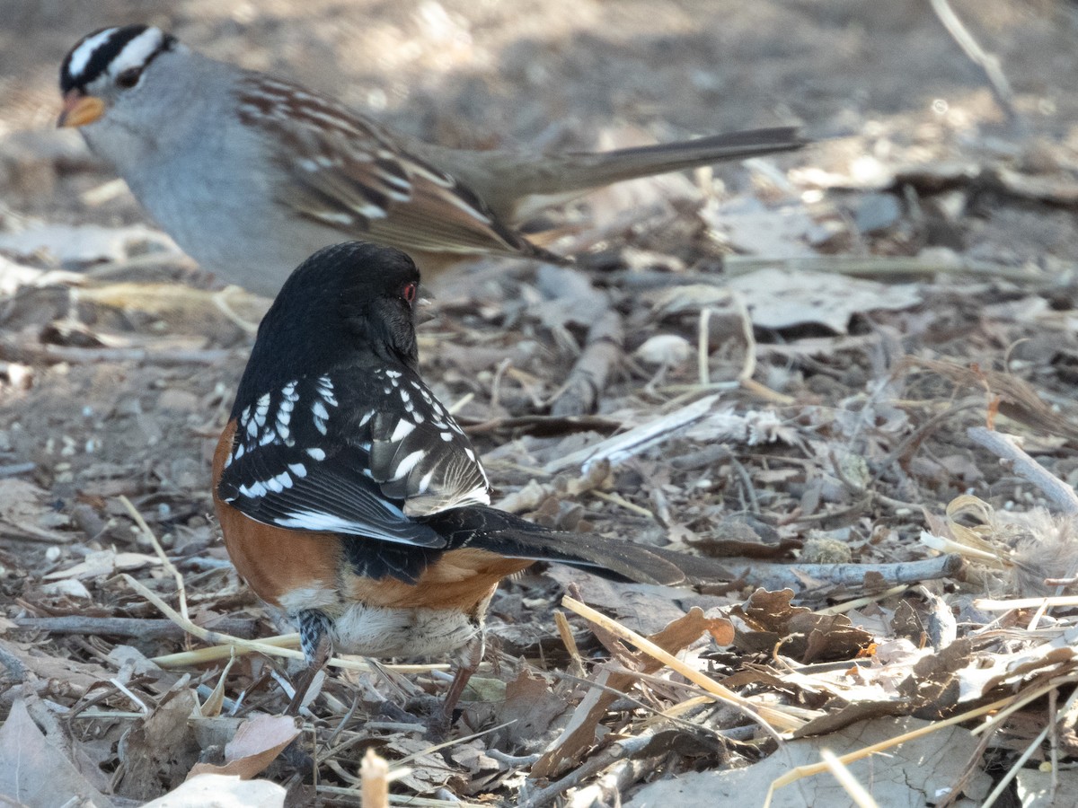 Spotted Towhee - ML631362559
