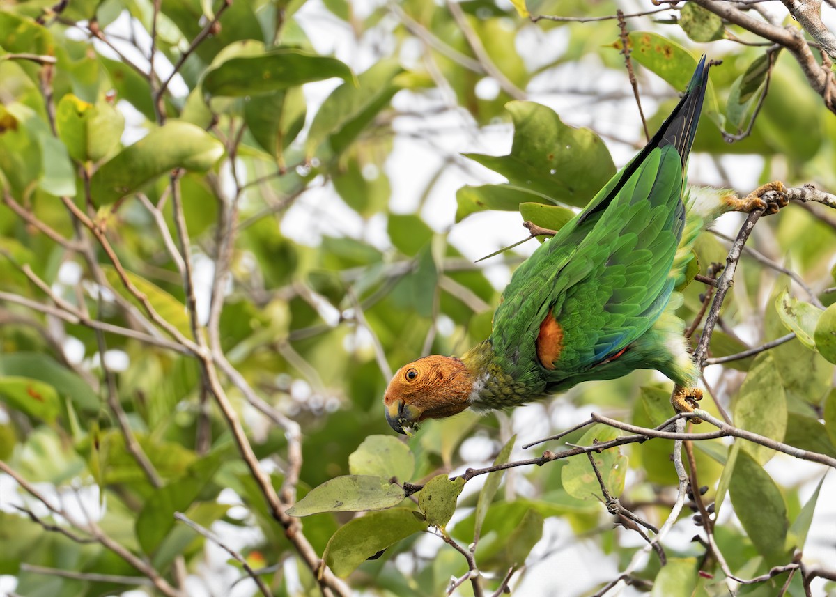 Bald Parrot - Caio Brito | Brazil Birding Experts