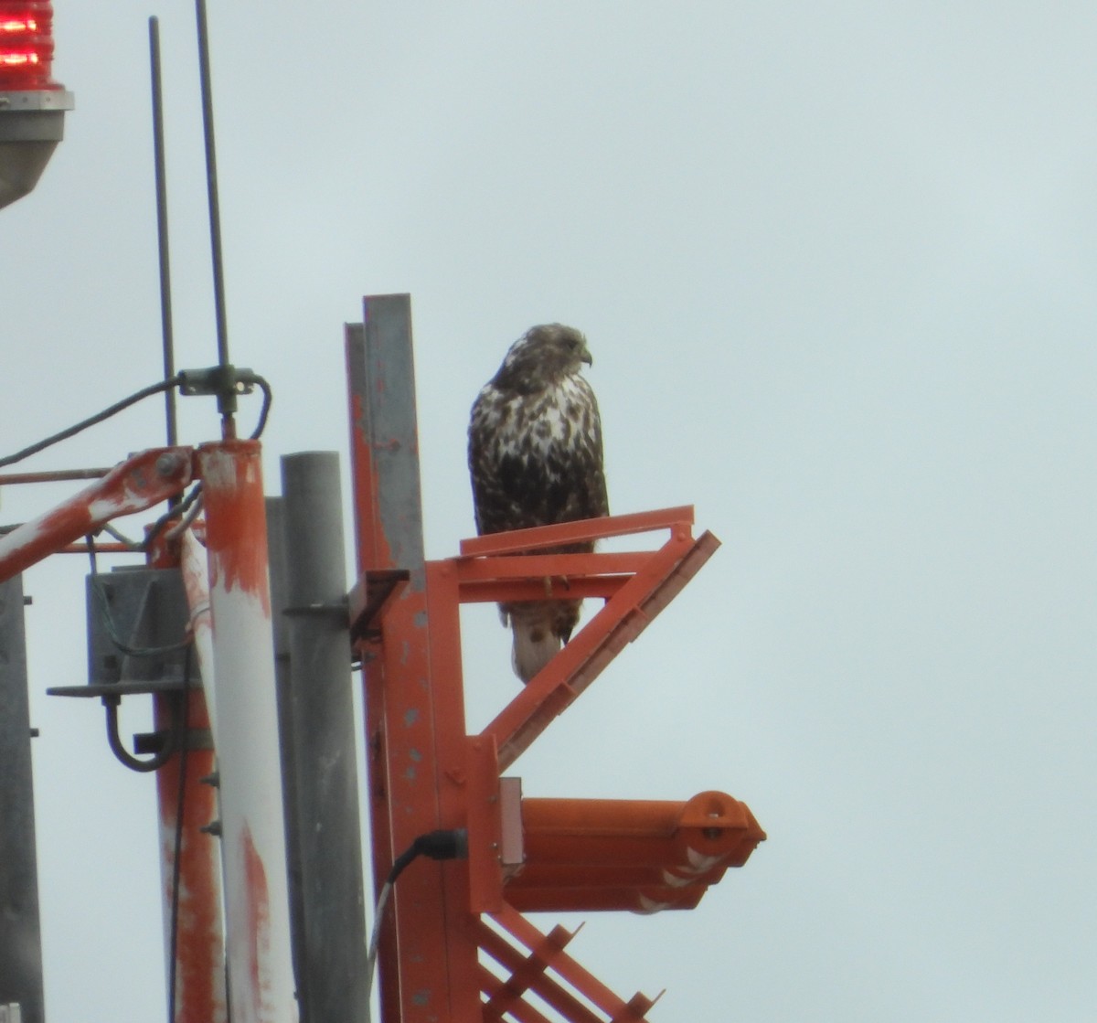 Red-tailed Hawk (Harlan's) - ML631362631