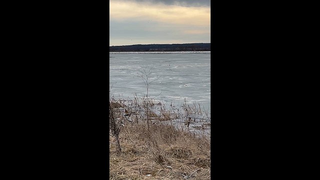 Snow Goose - ML631362704