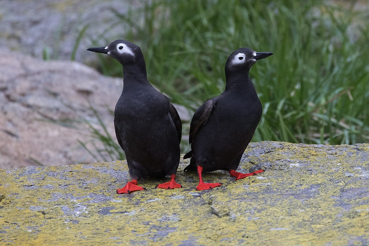Spectacled Guillemot - Tony Palliser
