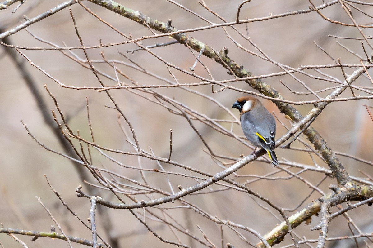 Arabian Grosbeak - ML631362961