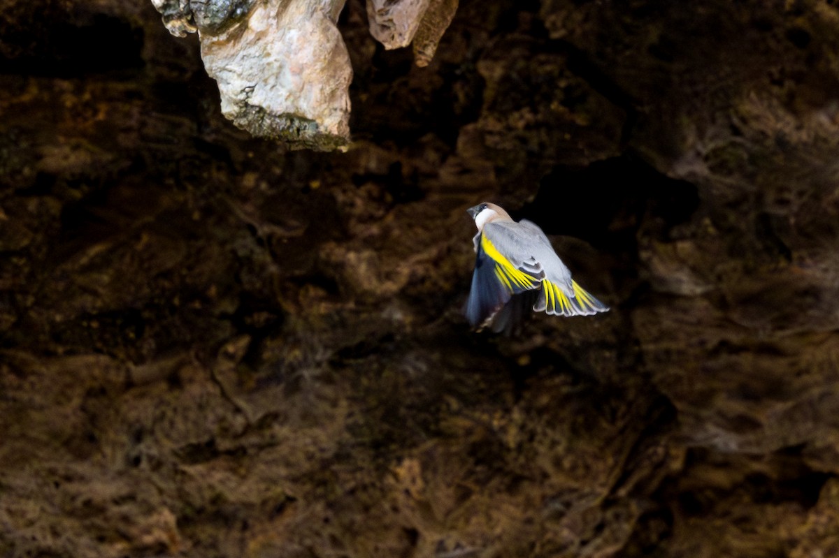 Arabian Grosbeak - ML631362962