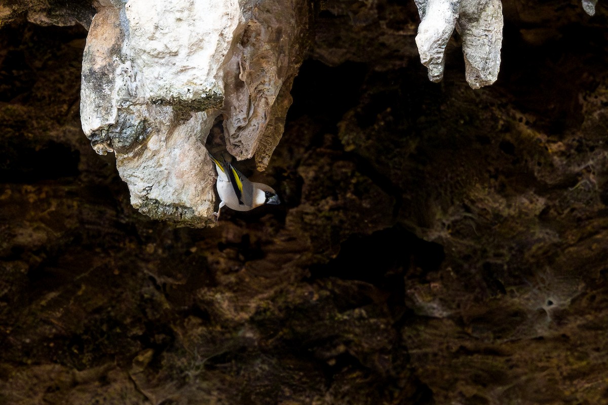 Arabian Grosbeak - ML631362963