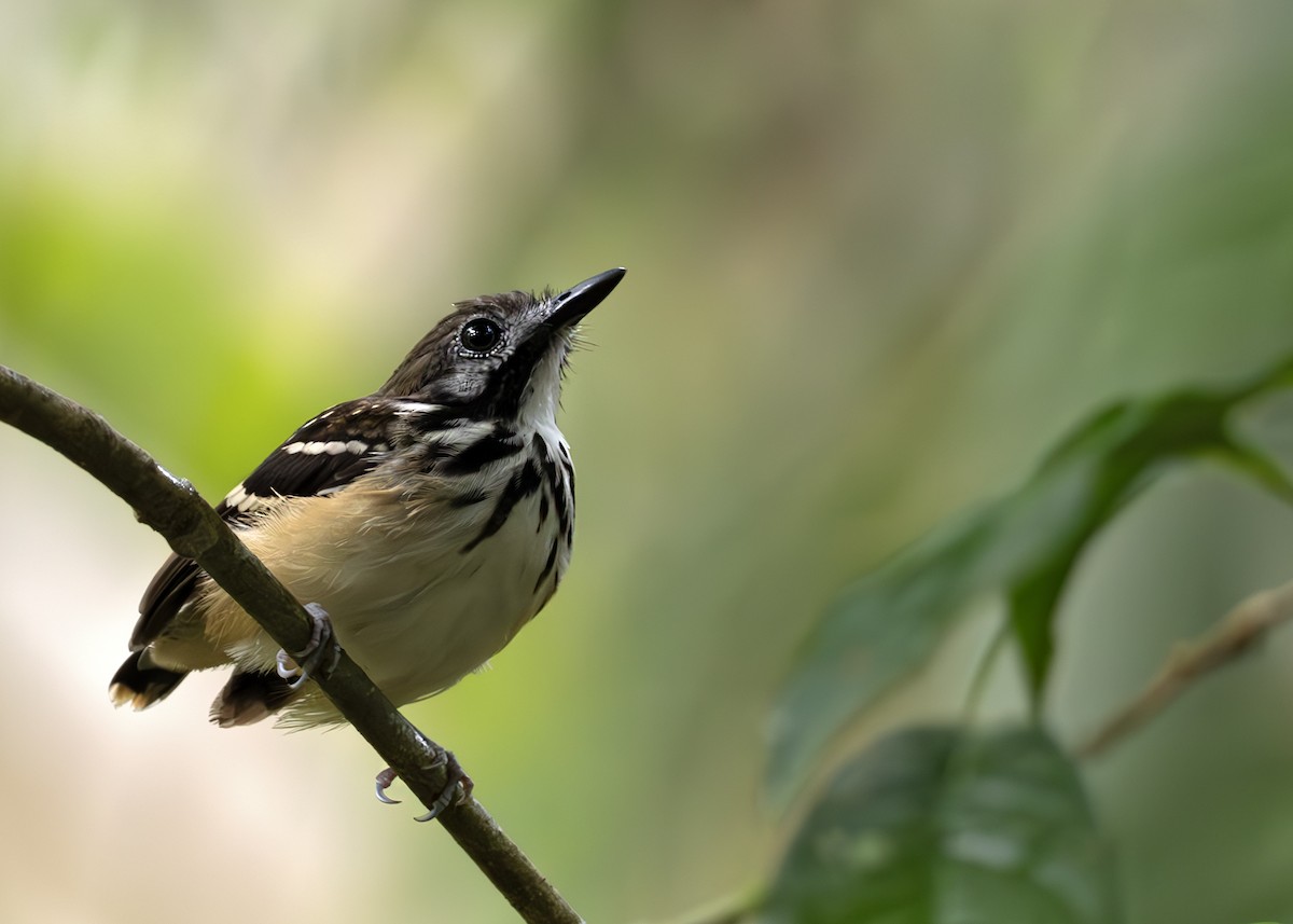 Dot-backed Antbird - ML631362977