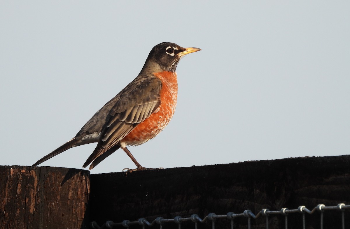 American Robin - ML631363074