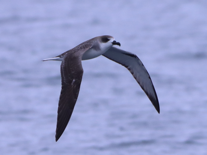 Juan Fernandez Petrel - ML631363194