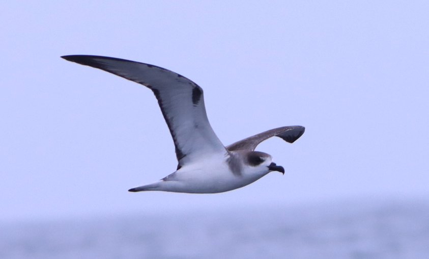 Juan Fernandez Petrel - ML631363196