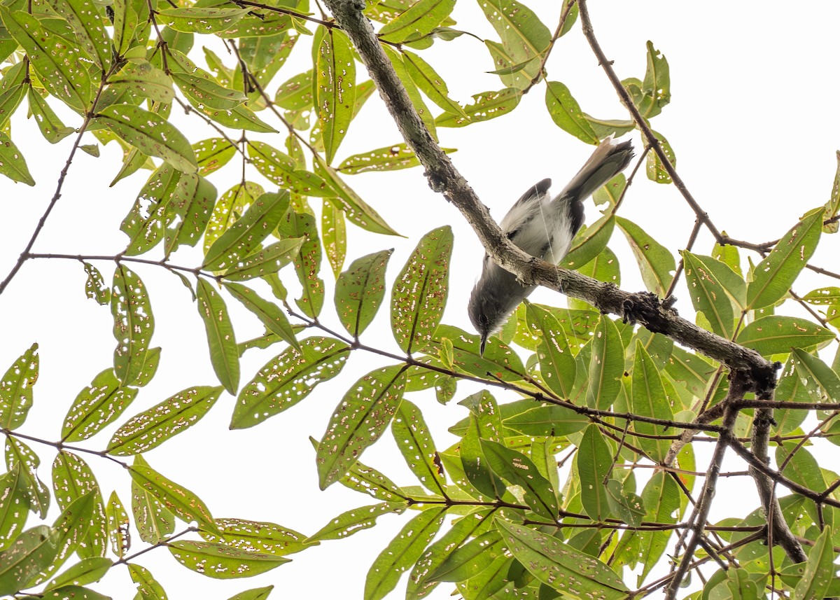 Klages's Gnatcatcher - ML631363200
