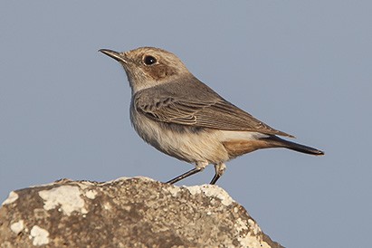 Arabian Wheatear - ML631363273