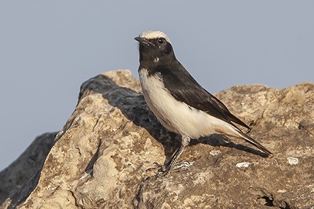Arabian Wheatear - ML631363274
