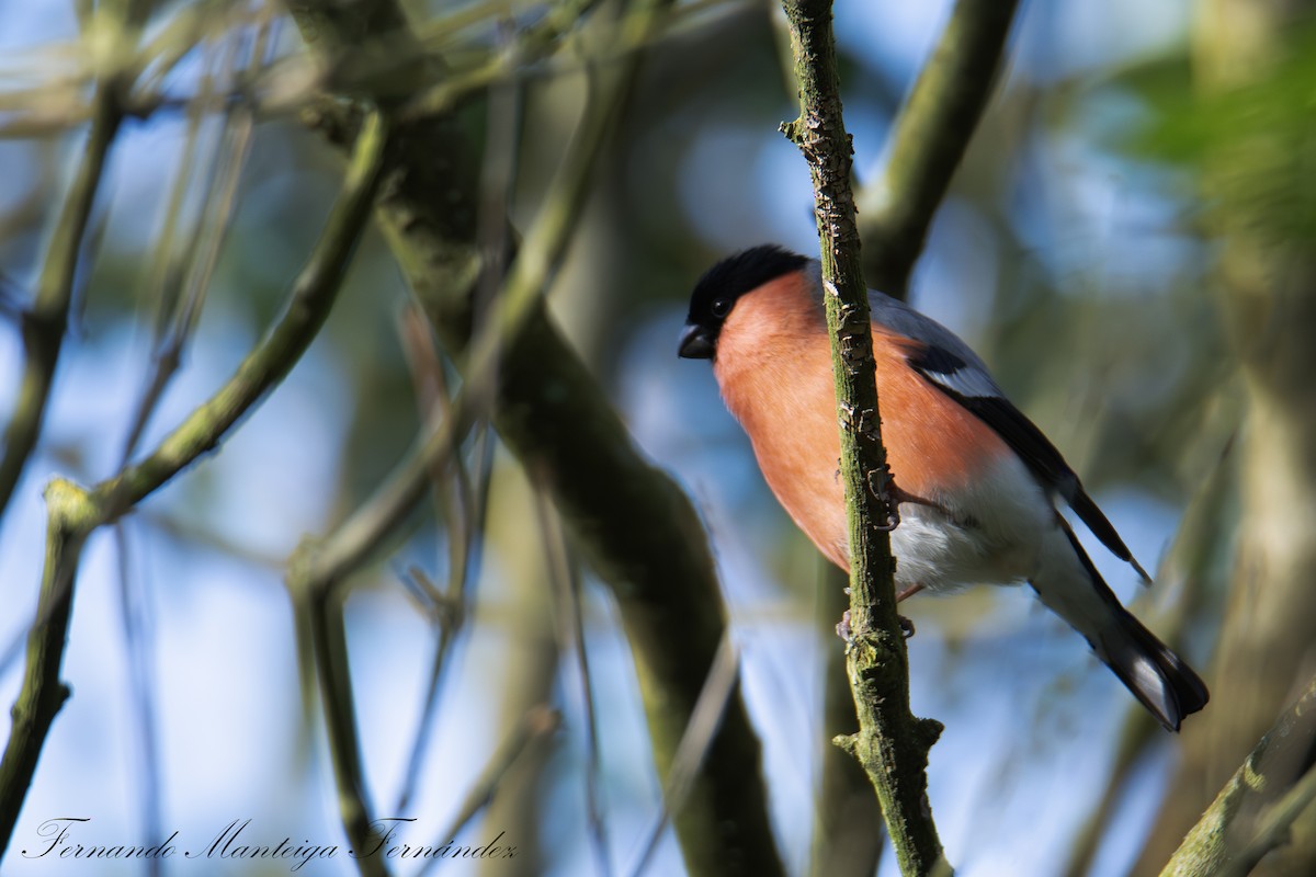 Eurasian Bullfinch (Eurasian) - ML631363356