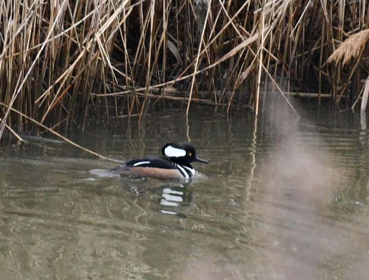 Hooded Merganser - ML631363553