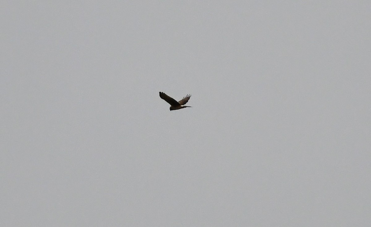 Northern Harrier - ML631363557
