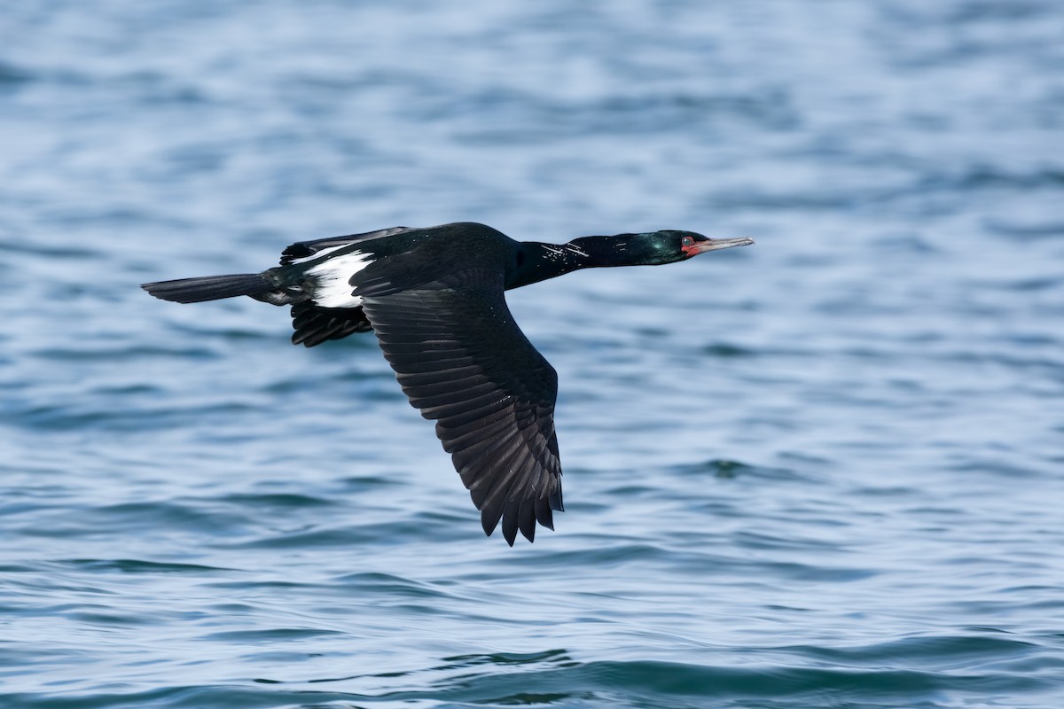 Pelagic Cormorant - ML631363715