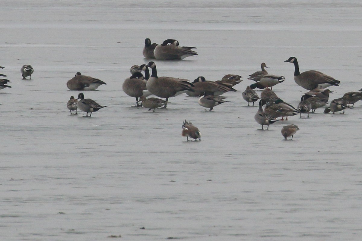 American Wigeon - ML631363840