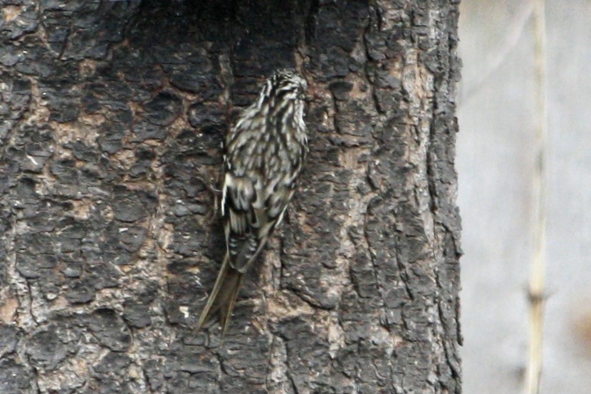Brown Creeper - ML631363876