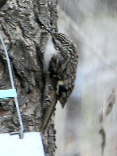 Brown Creeper - ML631363891