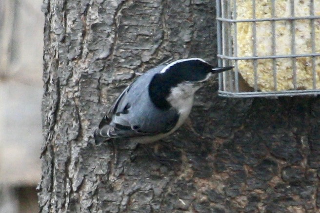 White-breasted Nuthatch - ML631363903