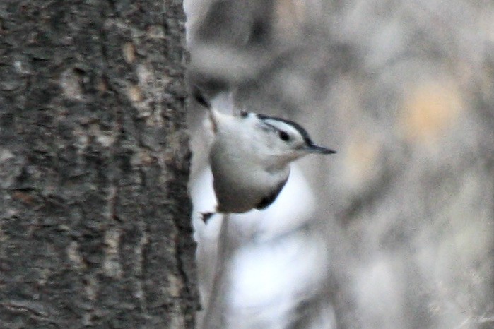 White-breasted Nuthatch - ML631363914