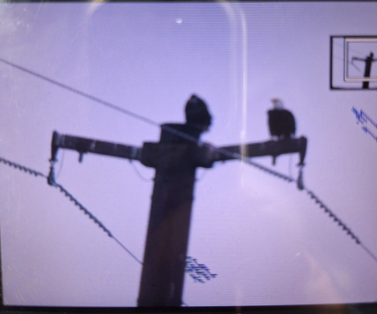 Bald Eagle - ML631363916