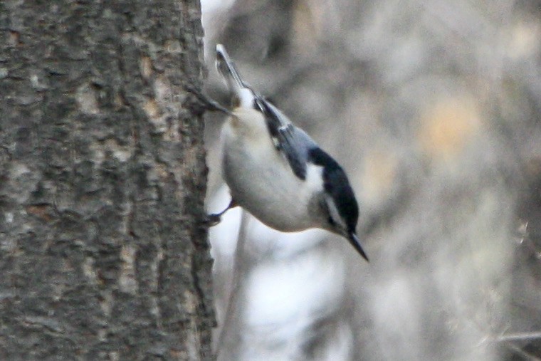 White-breasted Nuthatch - ML631363926