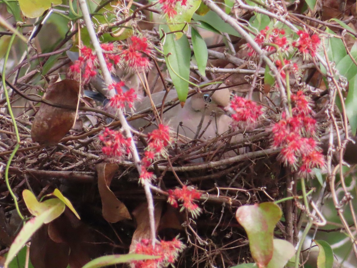 Mourning Dove - ML631363929