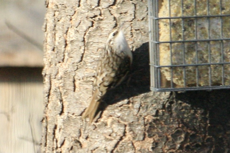 Brown Creeper - ML631363965