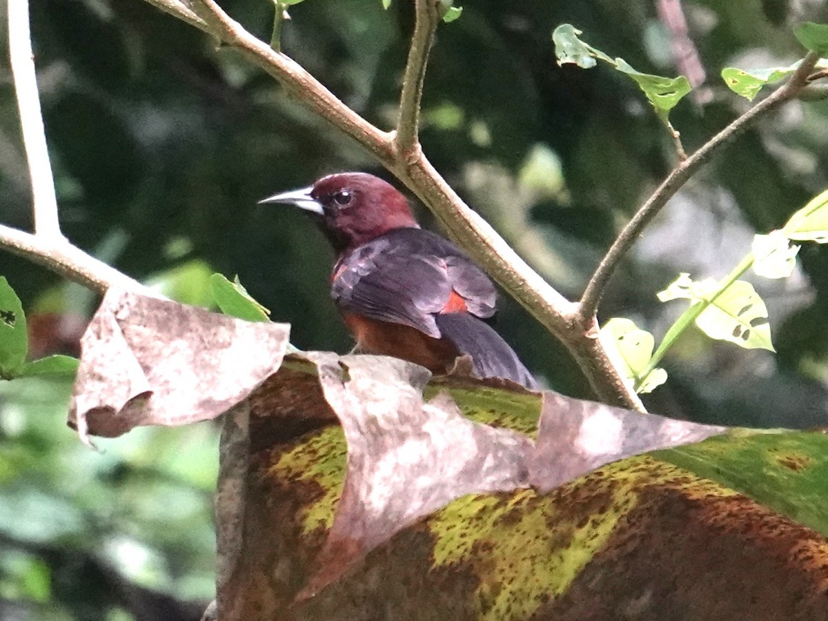 Martinique Oriole - ML631364000