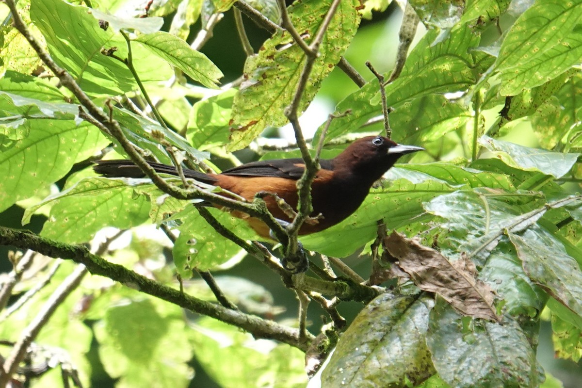 Martinique Oriole - ML631364002