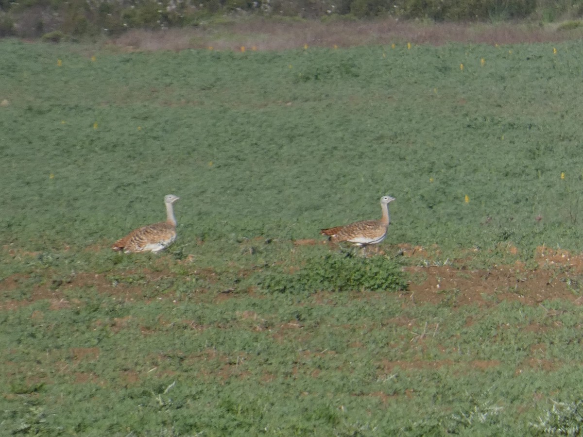 Great Bustard - ML631364110