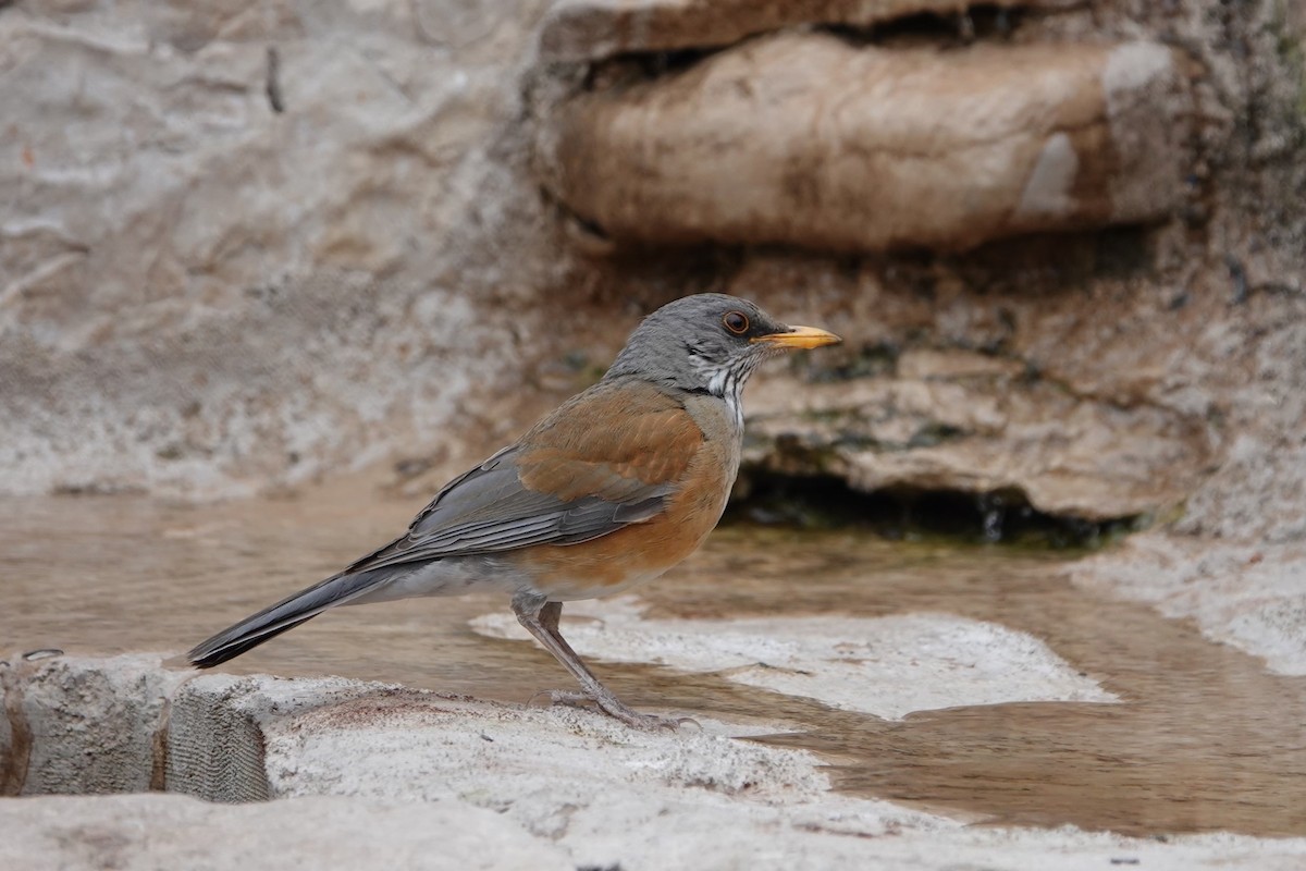 Rufous-backed Robin - ML631364112