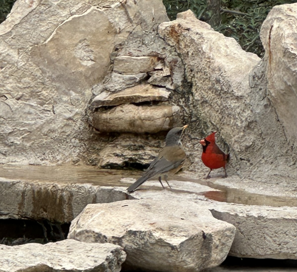 Rufous-backed Robin - ML631364113