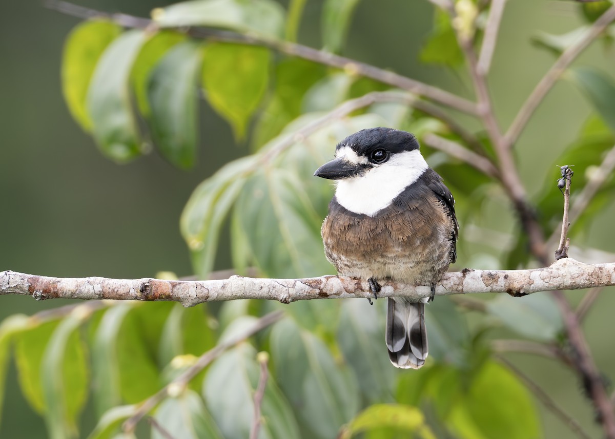 Brown-banded Puffbird - ML631364117