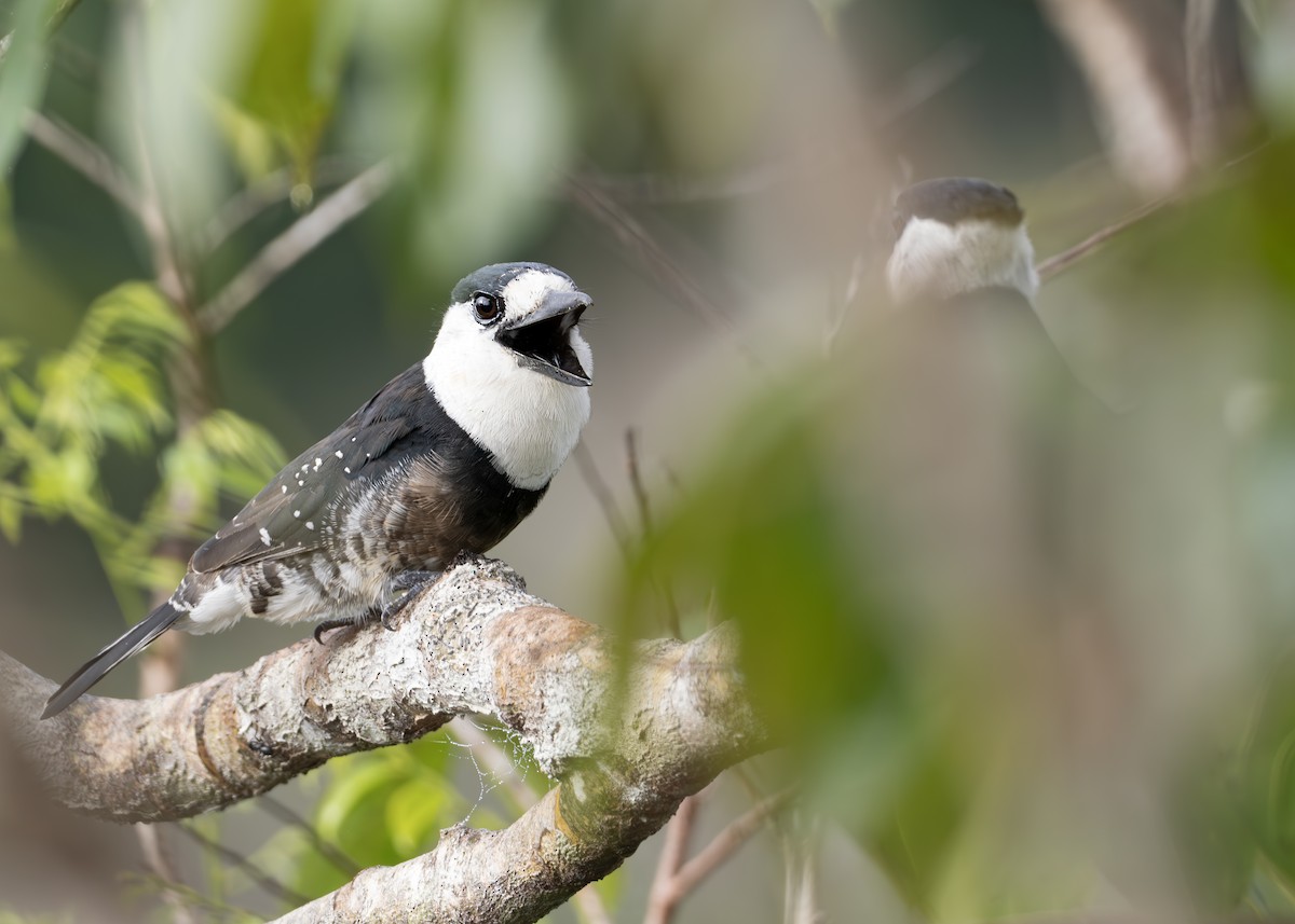 Brown-banded Puffbird - ML631364118