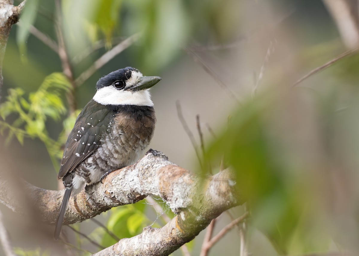 Brown-banded Puffbird - ML631364119