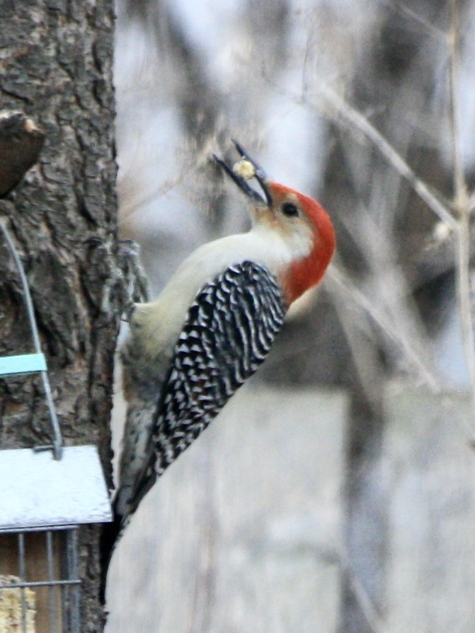 Red-bellied Woodpecker - ML631364133