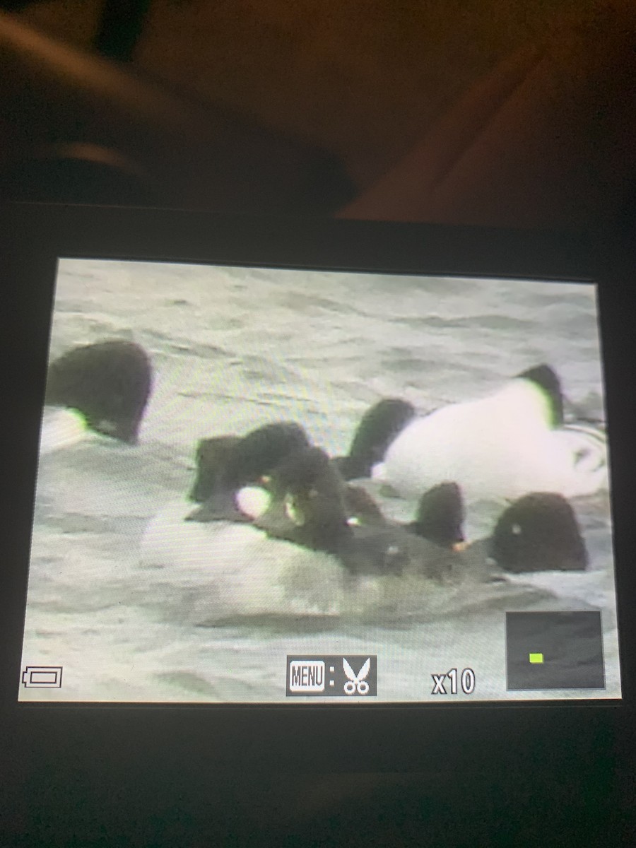 Barrow's Goldeneye - ML631364300