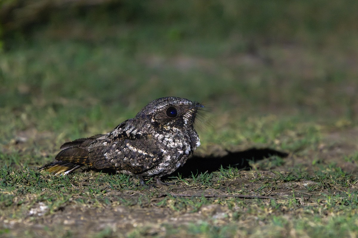 Cuban Nightjar - ML631364887
