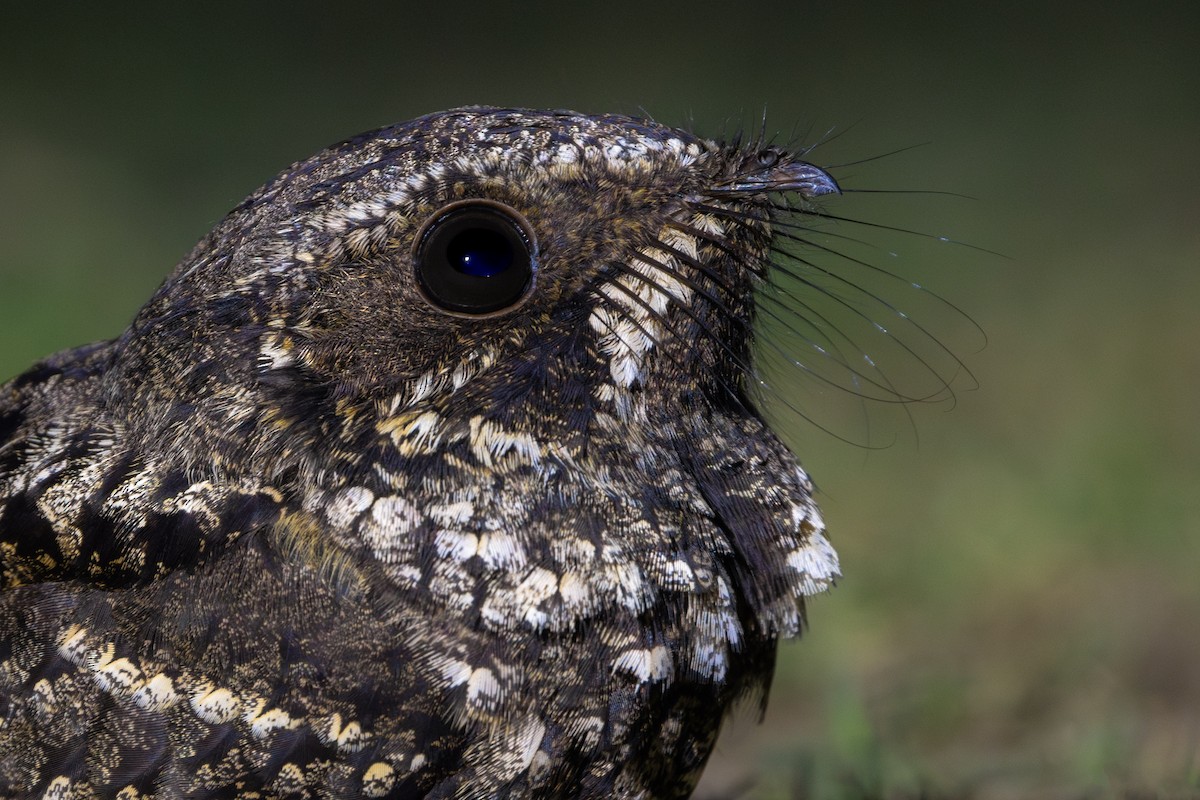 Cuban Nightjar - ML631364888