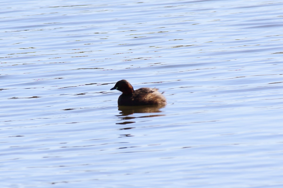 Little Grebe - ML631365068