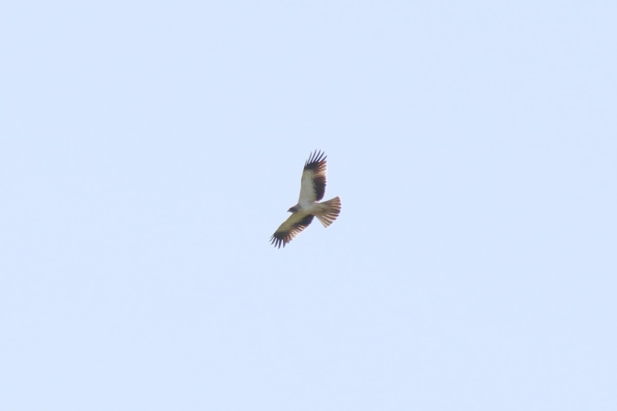 Booted Eagle - ML631365089