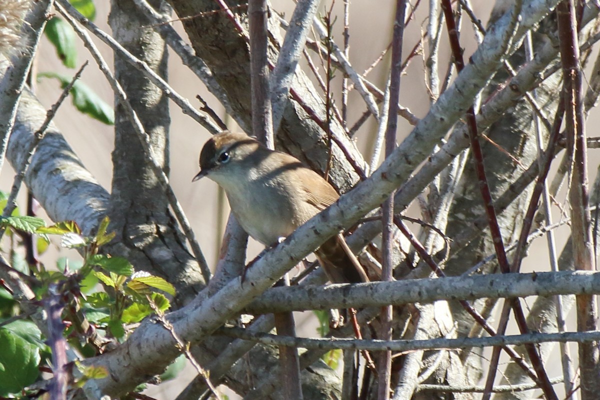 Cetti's Warbler - ML631365098