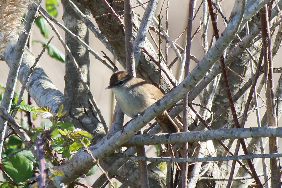 Cetti's Warbler - ML631365100