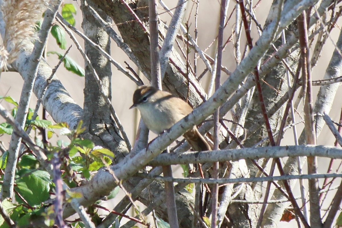 Cetti's Warbler - ML631365101