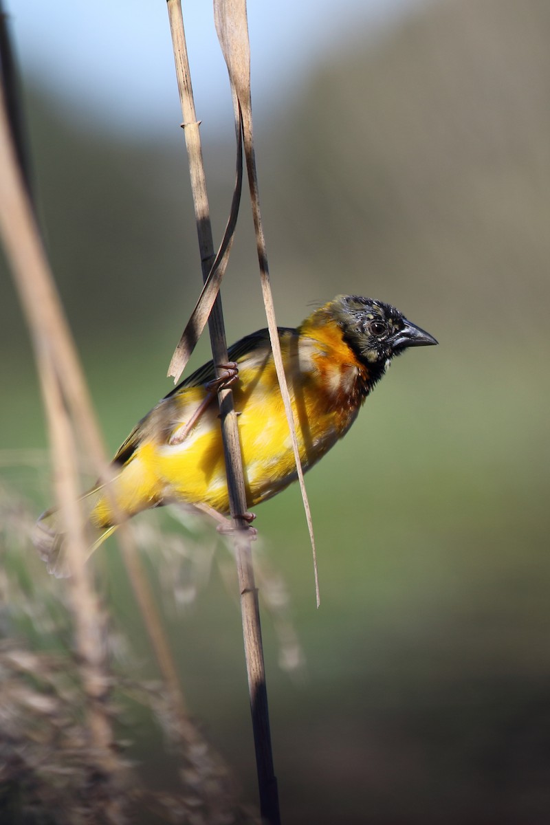 Black-headed Weaver - ML631365112