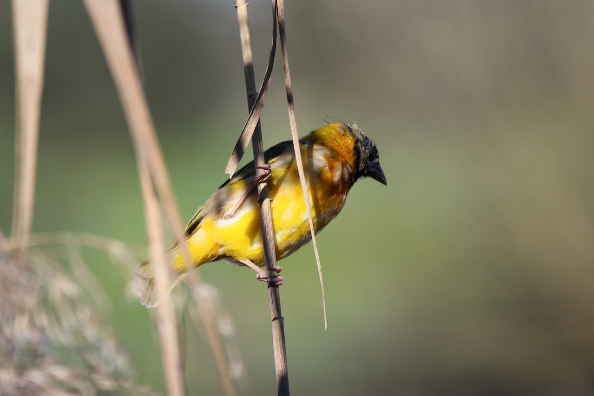 Black-headed Weaver - ML631365113