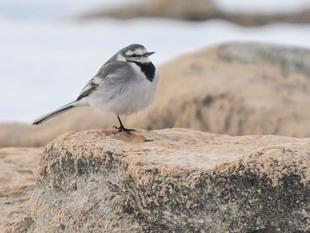 White Wagtail (ocularis) - ML631365156